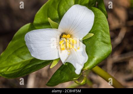 Fleur de Trillium blanc (Trillium ovatum) Banque D'Images