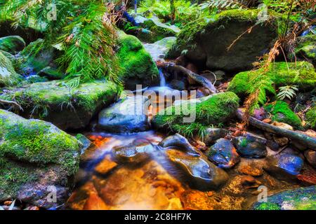 Ruisseau d'eau douce dans le Grand Canyon des Blue Mountains, Australie - fougères et mousses sur des rochers. Banque D'Images