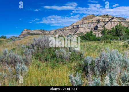 Buttes et paysage de sagebrush le long de la piste de nature Caprock Coulee dans le parc national Theodore Roosevelt, North Unit, Dakota du Nord, États-Unis Banque D'Images