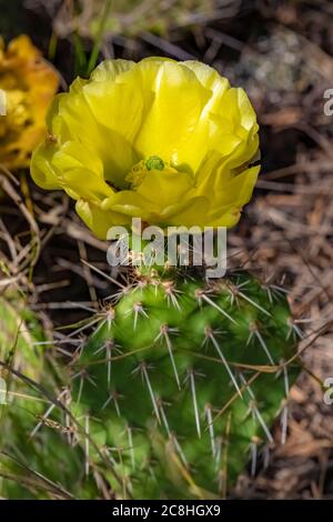 Pear Cactus, Opuntia polyacantha, fleurissant le long du sentier de la nature Caprock Coulee dans le parc national Theodore Roosevelt, unité Nord, Dakota du Nord, U Banque D'Images