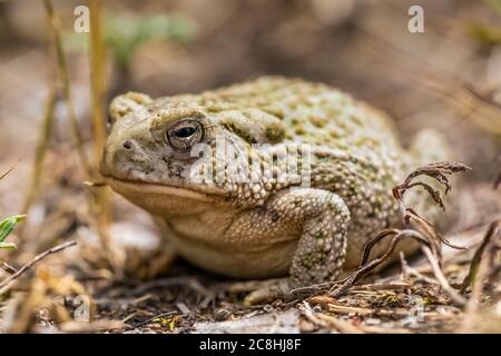 Woodshouse's Toad, Anaxyrus woodhousii, près de la rivière Little Missouri dans le parc national Theodore Roosevelt, unité Nord, dans le Dakota du Nord, États-Unis Banque D'Images