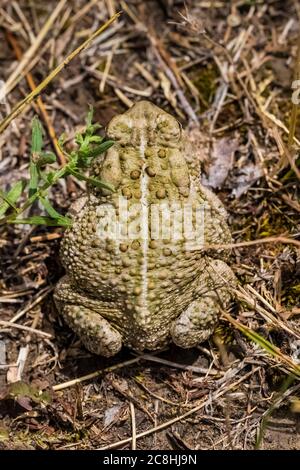 Woodshouse's Toad, Anaxyrus woodhousii, près de la rivière Little Missouri dans le parc national Theodore Roosevelt, unité Nord, dans le Dakota du Nord, États-Unis Banque D'Images