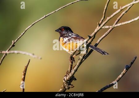 Spotted Towhee, Pipilo maculatus, chantant sur son territoire dans le parc national Theodore Roosevelt, unité Nord, dans le Dakota du Nord, États-Unis Banque D'Images