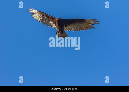 Turkey Vulture, Cathartes aura, surmontant le parc national Theodore Roosevelt, unité Nord, dans le Dakota du Nord, États-Unis Banque D'Images