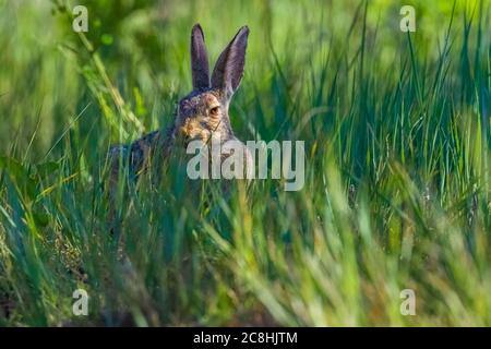 Lapin de queue de cotonnière de l'est, Sylvilagus floridanus, le long du sentier de randonnée Caprock Coulee dans le parc national Theodore Roosevelt, unité Nord, Dakota du Nord, États-Unis Banque D'Images