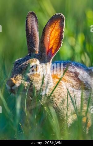 Lapin de queue de cotonnière de l'est, Sylvilagus floridanus, le long du sentier de randonnée Caprock Coulee dans le parc national Theodore Roosevelt, unité Nord, Dakota du Nord, États-Unis Banque D'Images