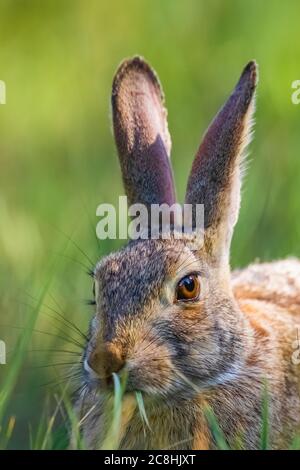 Lapin de queue de cotonnière de l'est, Sylvilagus floridanus, le long du sentier de randonnée Caprock Coulee dans le parc national Theodore Roosevelt, unité Nord, Dakota du Nord, États-Unis Banque D'Images