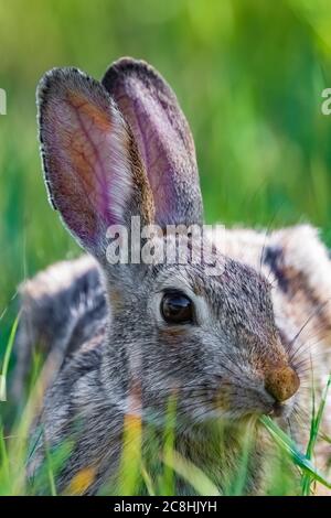 Lapin de queue de cotonnière de l'est, Sylvilagus floridanus, le long du sentier de randonnée Caprock Coulee dans le parc national Theodore Roosevelt, unité Nord, Dakota du Nord, États-Unis Banque D'Images