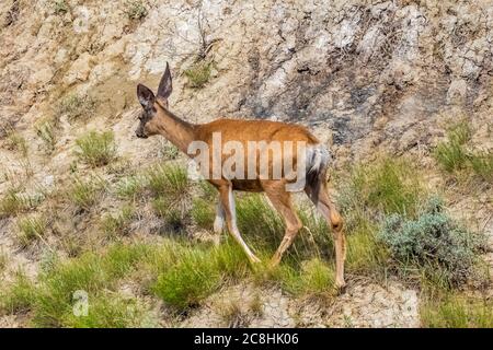 Mule Deer, Odocoileus hemionus, doe dans le parc national Theodore Roosevelt, unité Nord, Dakota du Nord, États-Unis Banque D'Images