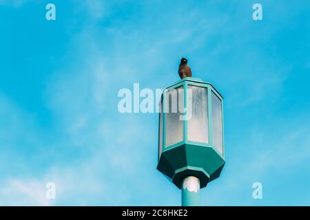 Un petit oiseau avec un bec jaune est assis sur une lampe bleue de rue, vue de dessous sur un fond de ciel bleu avec de petits nuages. Liberté. Pour toujours. Voiture postale Banque D'Images