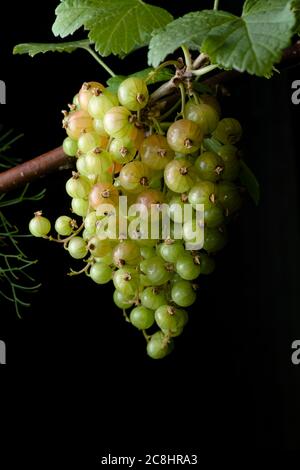 Gros plan. Un grand bouquet de raisins de Corinthe rouges à différents stades de mûrissement. La plupart ne sont pas mûrs. Pointe de fenouil d'herbe de la gauche. Banque D'Images