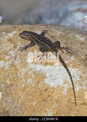 Un lézard se bronzant sur un rocher. Banque D'Images