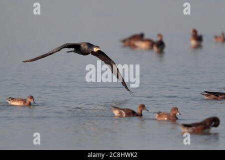 Grand Cormorant (Phalacrocorax carbo) en vol au-dessus de Deep Bay, abri de promenade, réserve naturelle de Mai po, Hong Kong 22 nov 2019 Banque D'Images