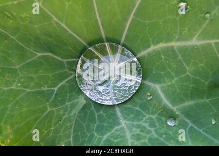 Eau de pluie recueillie sur une feuille de nasturtium. ROYAUME-UNI Banque D'Images