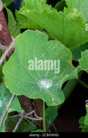 Eau de pluie recueillie sur une feuille de nasturtium. ROYAUME-UNI Banque D'Images