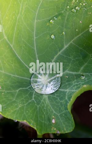 Eau de pluie recueillie sur une feuille de nasturtium. ROYAUME-UNI Banque D'Images