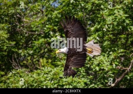 Aigle à tête blanche (Haliaeetus leucocephalus) volant dans le nord du Wisconsin, à l'horizontale Banque D'Images