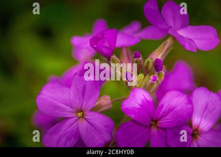 Close up of purple wildflowers Banque D'Images