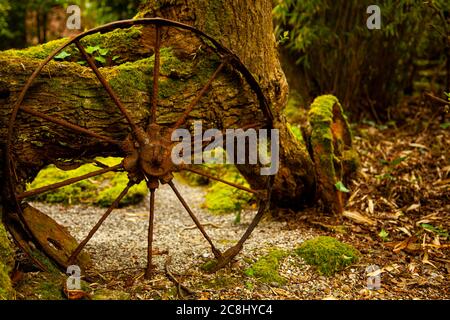 gros plan image abstraite d'anciennes cartrouettes abandonnées dans une forêt par un vieux arbre. Ces roues en métal d'époque sont toutes mossy, rouillées et corrodées. Banque D'Images