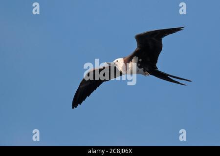 Ascension Frigatebird (Fregata aquila) juvénile en vol depuis le bas près des rochers d'oiseaux Boatswain, île Ascension, milieu de l'Atlantique 23rd avril 2018 Banque D'Images