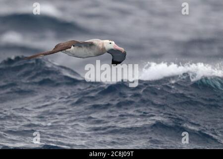 Errance (Gough) Albatross (Diomedea exulans) jeunes volant au-dessus de la mer près de Tristan Da Cunha, Océan Atlantique 13 avril 2018 Banque D'Images