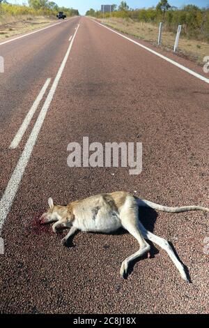 Roadkill Wallaby sur l'autoroute Savannah Way près de Normanton, Queensland, Australie. Banque D'Images