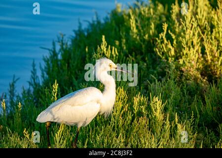 Egret de neige dans le marais Banque D'Images