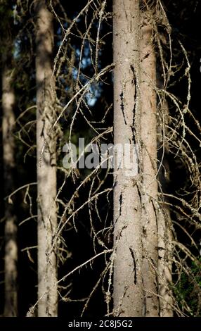 Troncs d'arbres d'épinette ( Picea Abies ) , Finlande Banque D'Images