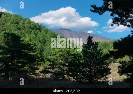 Paysage forêt de pins en Sicile, ces arbres poussent seulement sur le parc Etna et exécute la fonction d'une plante qui colonise la lave Banque D'Images