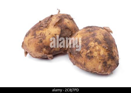 Groupe de nouvelles pommes de terre avec sol isolé sur fond blanc Banque D'Images