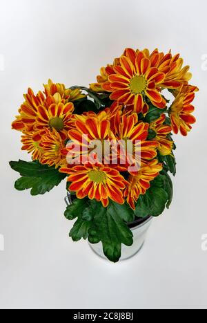 chrysanthème, bouquet de fleurs intensément coloré en pleine fleur dans un seau en métal, sur un fond lumineux, photographié de près Banque D'Images