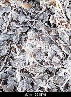 le revêtement de givre sur le fond du sol Banque D'Images