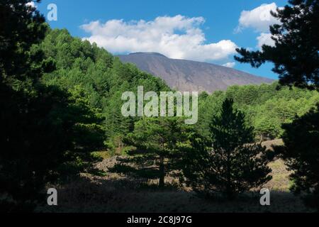 Paysage forêt de pins en Sicile, ces arbres poussent seulement sur le parc Etna et exécute la fonction de la plante qui colonise la lave Banque D'Images