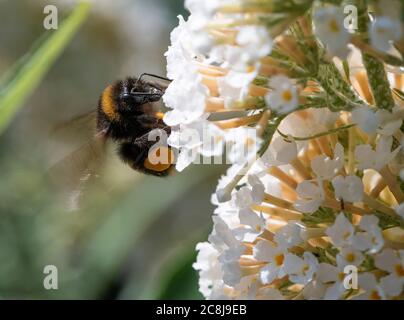 Une Bumblebee à queue de Buff se nourrissant de pollen et de nectar sur une fleur de Buddleia blanche dans un jardin à Alsager Cheshire Angleterre Royaume-Uni Banque D'Images