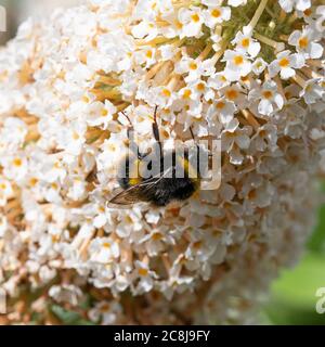 Une Bumblebee à queue de Buff se nourrissant de pollen et de nectar sur une fleur de Buddleia blanche dans un jardin à Alsager Cheshire Angleterre Royaume-Uni Banque D'Images