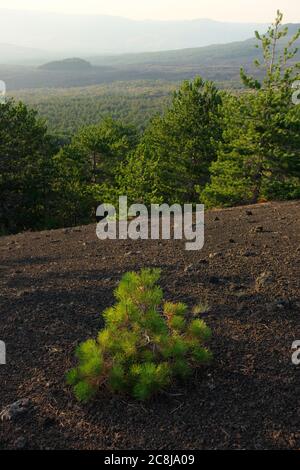 Paysage brouillé forêt de pins et se concentre sur les jeunes pins en Sicile, ces plantes poussent seulement dans le parc Etna et exécutent la fonction de coloniser la lave Banque D'Images