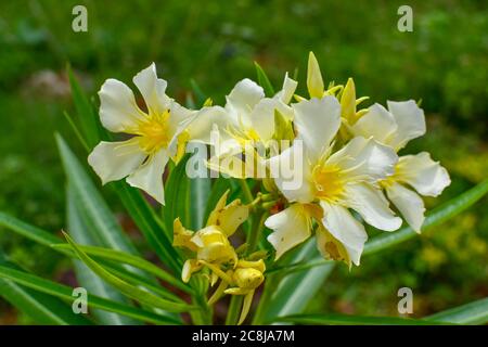 Fleur blanche d'Oleander avec feuilles et branches vertes sur fond flou. 02 Banque D'Images