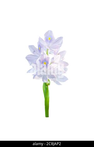 Fleurs de jacinthe d'eau commune isolées sur fond blanc avec chemin de coupure. Banque D'Images