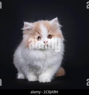 Blanc moelleux avec la crème britannique chaton long, assis / debout face à l'avant. Regarder à côté de cameraavec les yeux orange. Isolé sur fond noir. Banque D'Images