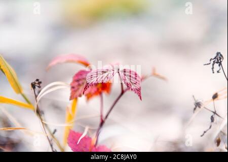 Fond floral. Gros plan. Nature. Fleurs et feuilles sous le soleil d'hiver. Banque D'Images