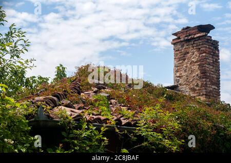 Surcultivé avec une végétation verte toit carrelé de maison de campagne abandonnée sur fond bleu ciel Banque D'Images