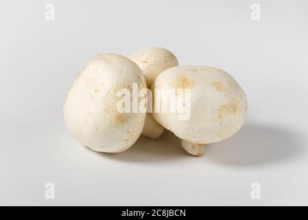 Champignons frais macro pousse. Gros plan sur du champaignon blanc. Banque D'Images