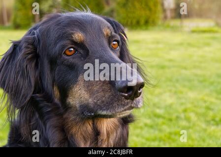 Portrait d'un chien hovawart noir et orange heureux. Photo de la femme hovawart. Portrait du chien noir pour calendrier, poster, couverture imprimée. Mise au point sélective Banque D'Images