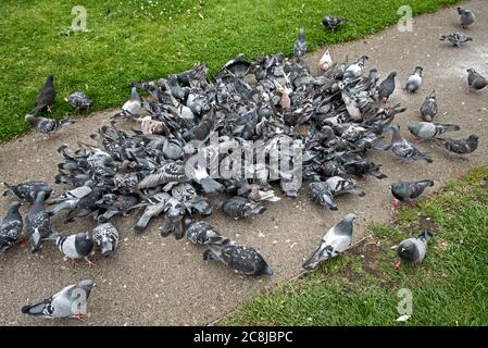 Pigeons sauvages dans une frénésie alimentaire, Édimbourg, Écosse, Royaume-Uni. Banque D'Images