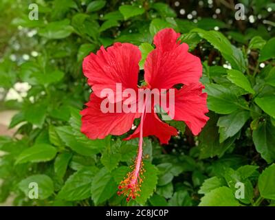 Fleur de rose de Chine rouge parmi les feuilles vertes arrière-plan dans UN jardin. Banque D'Images