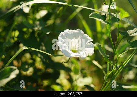 la bouée de bouleau à fleur blanche pousse dans le jardin ensoleillé Banque D'Images