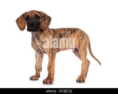 Mignon bringé léger Grande Dane pup, debout sur les côtés. Regarder l'appareil photo avec des yeux sombres et brillants. Isolé sur fond blanc. Banque D'Images