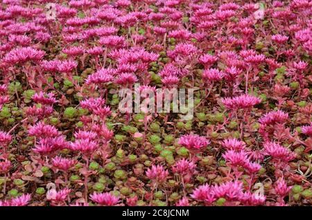 Sedum spirium Dragons sang Stonecrop en fleur Banque D'Images