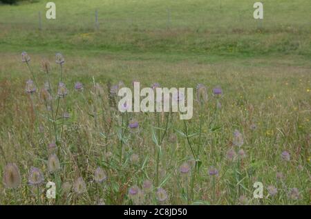 Fleurs d'été à thé fleurs sauvages (Dipsacus fullonum) croissant dans une prairie naturelle dans la campagne rurale du Devon, Angleterre, Royaume-Uni Banque D'Images