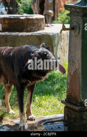 ​​drinking eau d'un chien assoiffé provenant d'une fontaine dans un parc Banque D'Images